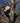 Panda Bear Climbs High