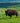 Buffalo, Feeding on the Range