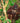 Orangutan in the Jungle
