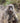 Still Life with Baboon