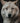 The Regal Wolf