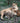 Lioness Feeds Her Young