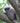 Silvery Gibbon, At Home in a Tree