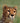 Cheetah Gets Ready