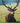 Elk at Rest