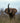 Elephant Sounds the Trumpet