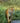 Tiger, Wading In
