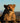 In the Eyes of a Cheetah