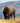 Buffalo, Ready to Charge