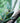Veiled Chameleon on the Hunt