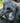 Gorilla, Deep in Thought