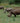 Rhinos at Feeding Time