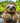Young Sloth on a Vine