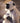 Langur Monkey and Infant