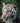 Rare White Bengal Tiger
