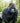 Gorilla, In the Heart of the Jungle