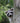 Peek-A-Boo, Raccoon