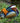 Mandarin Duck in the Wild