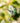 Rufous-Tailed Hummingbird, Hovering