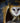 Barn Owl Poised to Strike