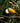 Tropical Splendor of the Toco Toucan