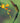 Long-Tailed Sylph Hummingbird Visits a Flower