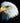 Bald Eagles—a Symbol of Strength, Courage, and Freedom