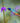 Blue-Throated Goldentail Hummingbird, Nature’s Jewel