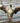Greylag Goose Ready for Takeoff