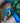 Proud Plumage of a Peafowl