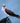 The Blue-Footed Booby Pose