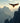 Golden Eagle Flying over Mountains