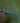 Violet-Tailed Sylph Hummingbird, Hovering Near a Flower