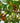 Ferruginous Pygmy Owl in Its Habitat