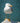Herring Gull on the Rocks