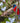 Collared Trogon
