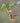 Buff-Tailed Coronet Hummingbird, Nectaring