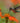 Hummingbird on a Nectar Stop