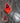 Northern Cardinal, a Splash of Red