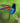 Velvet-Purple Coronet Hummingbird, a Flying Jewel