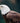 The Bald Eagle, America’s National Bird