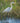 Great Blue Heron in a Marsh
