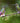 Buff-Tailed Coronet Hummingbirds on a Mossy Branch