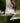 Osprey in Flight