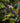 Brown-Hooded Parrot