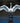 Trumpeter Swan in All Its Glory