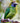 Northern Emerald-Toucanet on a Branch