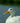 White Pekin Duck Having a Quiet Moment