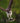 Osprey in Flight with Its Dinner