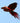 Two Scarlet Macaws in Flight